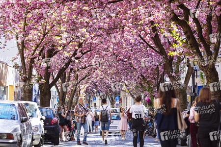 Impressionen von der Kirschblüte 2018 in Bonn