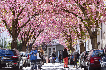 Impressionen von der Kirschblüte 2018 in Bonn
