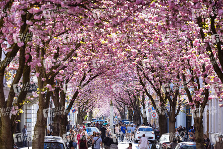 Impressionen von der Kirschblüte 2018 in Bonn