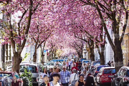 Impressionen von der Kirschblüte 2018 in Bonn