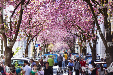Impressionen von der Kirschblüte 2018 in Bonn