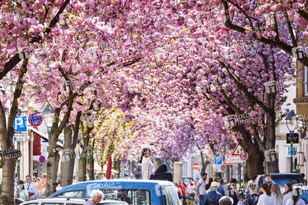Impressionen von der Kirschblüte 2018 in Bonn