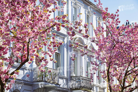 Impressionen von der Kirschblüte 2018 in Bonn