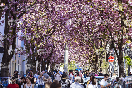 Impressionen von der Kirschblüte 2018 in Bonn