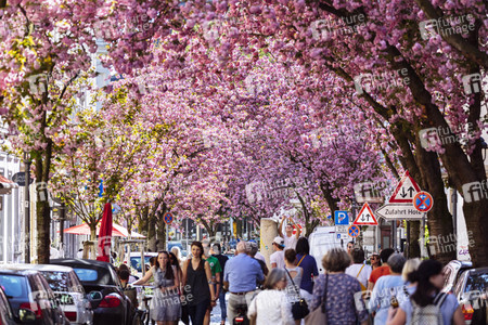Impressionen von der Kirschblüte 2018 in Bonn