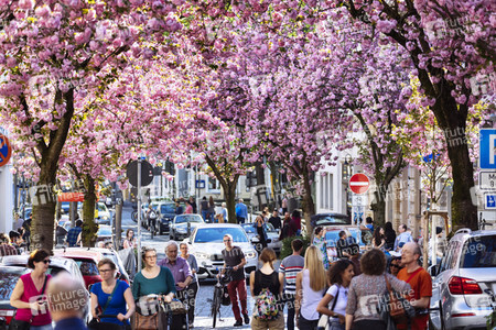 Impressionen von der Kirschblüte 2018 in Bonn