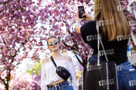 Impressionen von der Kirschblüte 2018 in Bonn