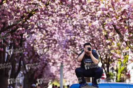 Impressionen von der Kirschblüte 2018 in Bonn