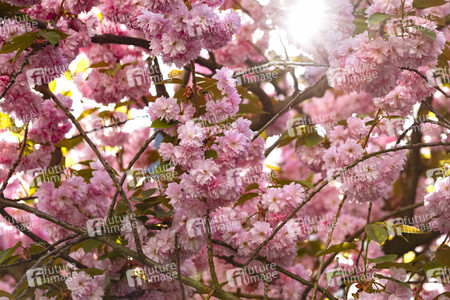 Impressionen von der Kirschblüte 2018 in Bonn