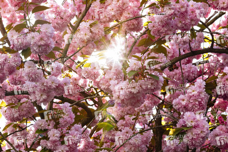 Impressionen von der Kirschblüte 2018 in Bonn