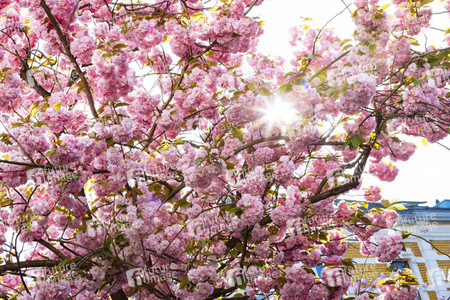 Impressionen von der Kirschblüte 2018 in Bonn