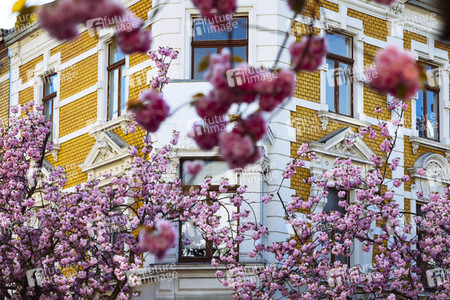 Impressionen von der Kirschblüte 2018 in Bonn