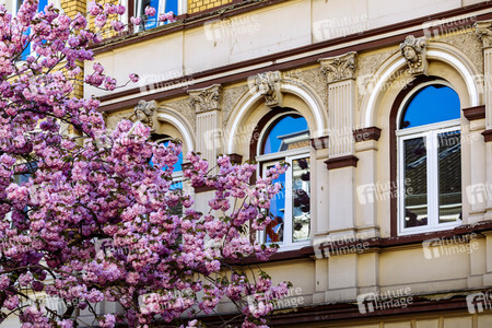Impressionen von der Kirschblüte 2018 in Bonn