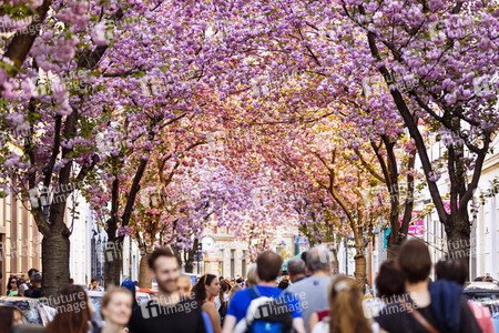 Impressionen von der Kirschblüte 2018 in Bonn