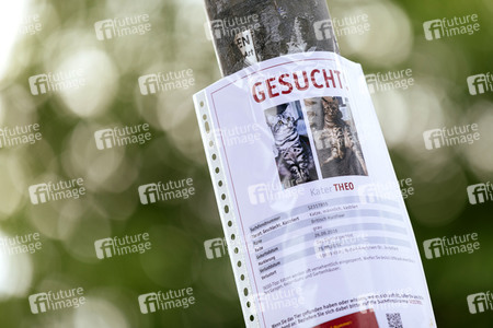 Symbofoto entlaufenes Haustier