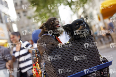 Symbolfoto Hundesteuer