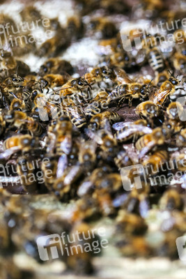 Symbolfoto Bienenvolk