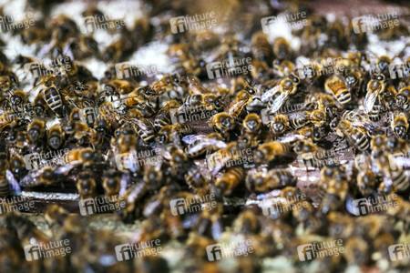 Symbolfoto Bienenvolk