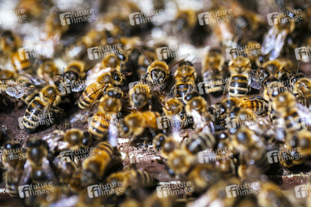 Symbolfoto Bienenvolk