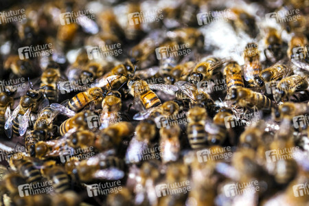 Symbolfoto Bienenvolk