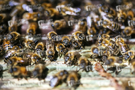 Symbolfoto Bienenvolk