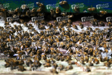 Symbolfoto Bienenvolk
