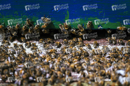 Symbolfoto Bienenvolk