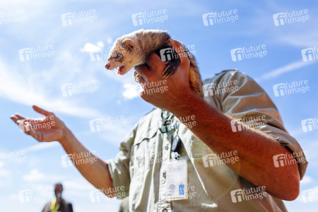 Symbolfoto Frettchenjagd