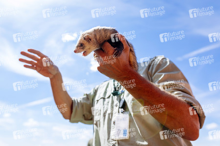 Symbolfoto Frettchenjagd