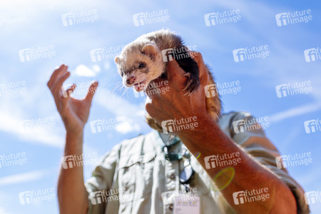 Symbolfoto Frettchenjagd