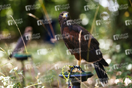 Symbolfoto Vogelvergrämung