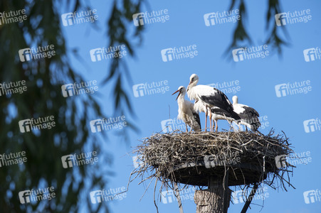 Storchennest in Wall