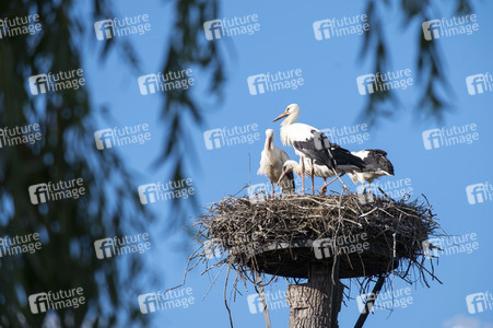 Storchennest in Wall