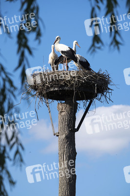 Storchennest in Wall