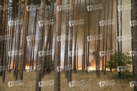 Waldbrände in Potsdam