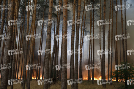 Waldbrände in Potsdam