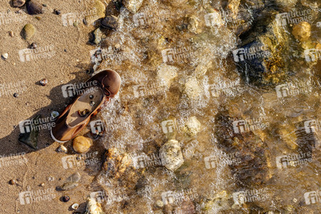 Symbolfoto Treibgut