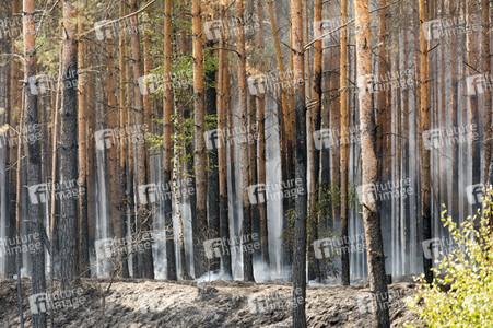Waldbrandbekämpfung bei Treuenbrietzen