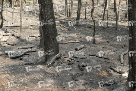Waldbrandbekämpfung bei Treuenbrietzen