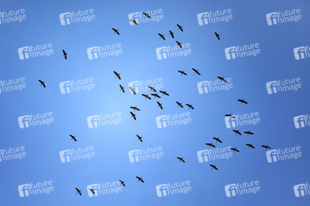 Symbolbild Zugvögel