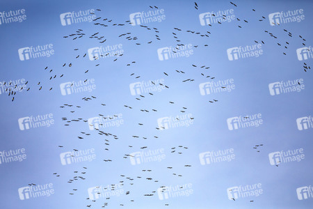 Symbolbild Zugvögel