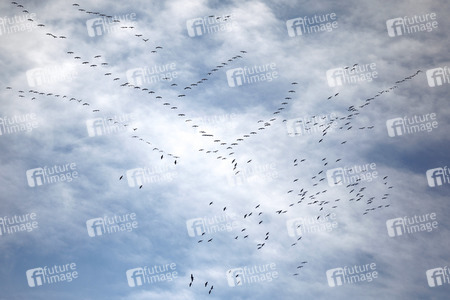Symbolbild Zugvögel