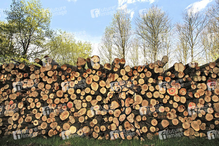 NATURE ART: Holzstoß / Woodpile Bodypainting