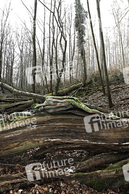 NATURE ART: Moos / Moss Bodypainting