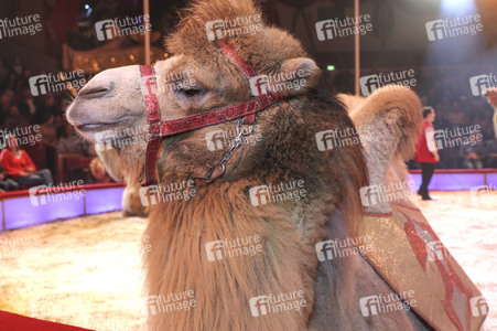 Premiere 3. Winterprogramm 2019 Circus Krone in München