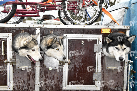 Baltic Lights Hunderennen 2019 auf Usedom