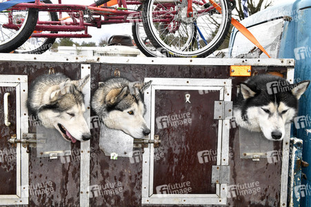 Baltic Lights Hunderennen 2019 auf Usedom