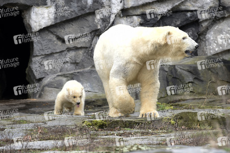 Fototermin mit Eisbärbaby in Berlin