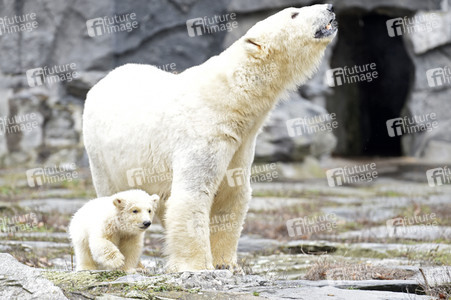 Fototermin mit Eisbärbaby in Berlin