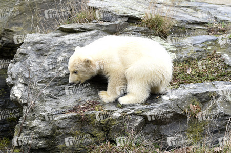 Fototermin mit Eisbärbaby in Berlin